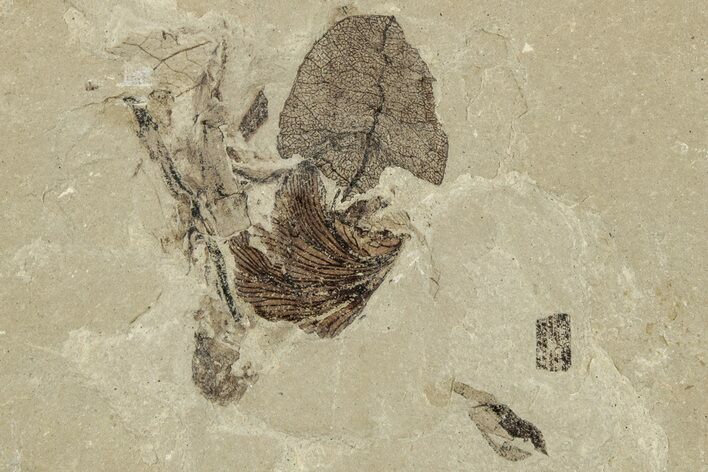 Detailed Fossil Feather and Leaf - Green River Formation, Utah #244675